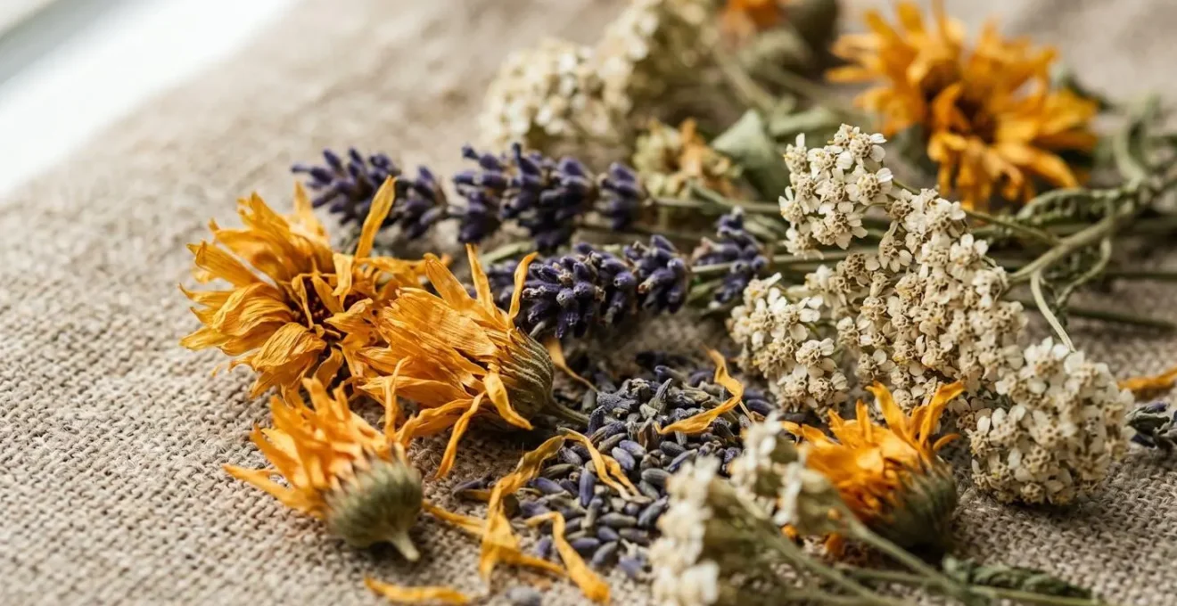 Close-up macro photograph of organic healing herbs including dried calendula flowers, lavender, and yarrow with rich textures and natural colors